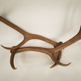 Paire de bois de cerf - vintage 1960-70