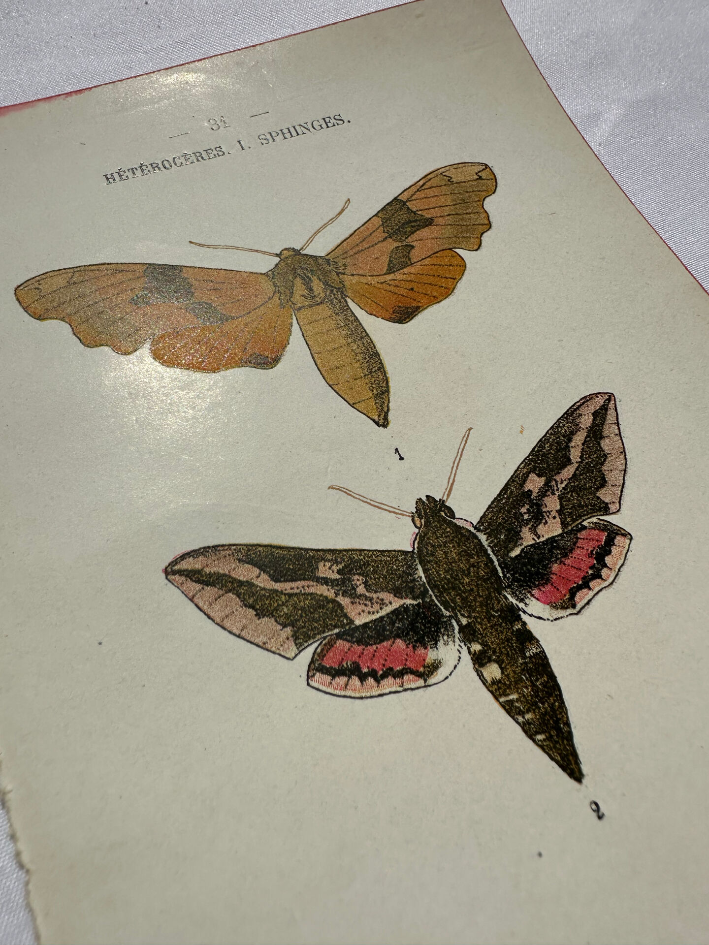 Gravure botanique papillons double face planche naturaliste Eau forte