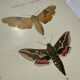 Gravure botanique papillons double face planche naturaliste Eau forte