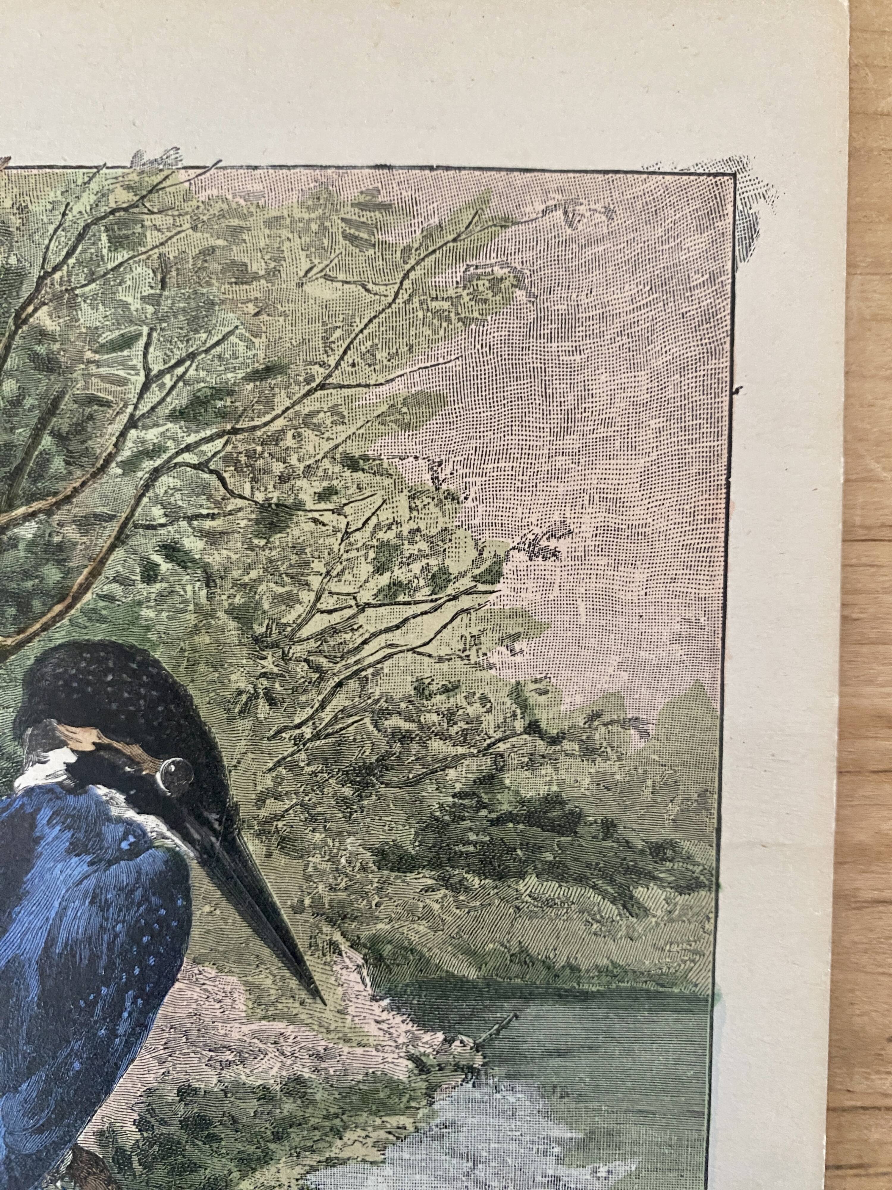 Old bird engraving - Giacomelli and Huyot - THE KING FISHER -