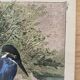 Old bird engraving - Giacomelli and Huyot - THE KING FISHER -