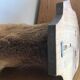 Taxidermy deer head