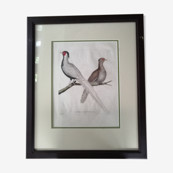 Framed ancient lithography by Martinet and Son