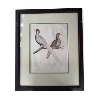 Framed ancient lithography by Martinet and Son