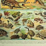 Old lithograph 1928 A. Millot - Reptiles