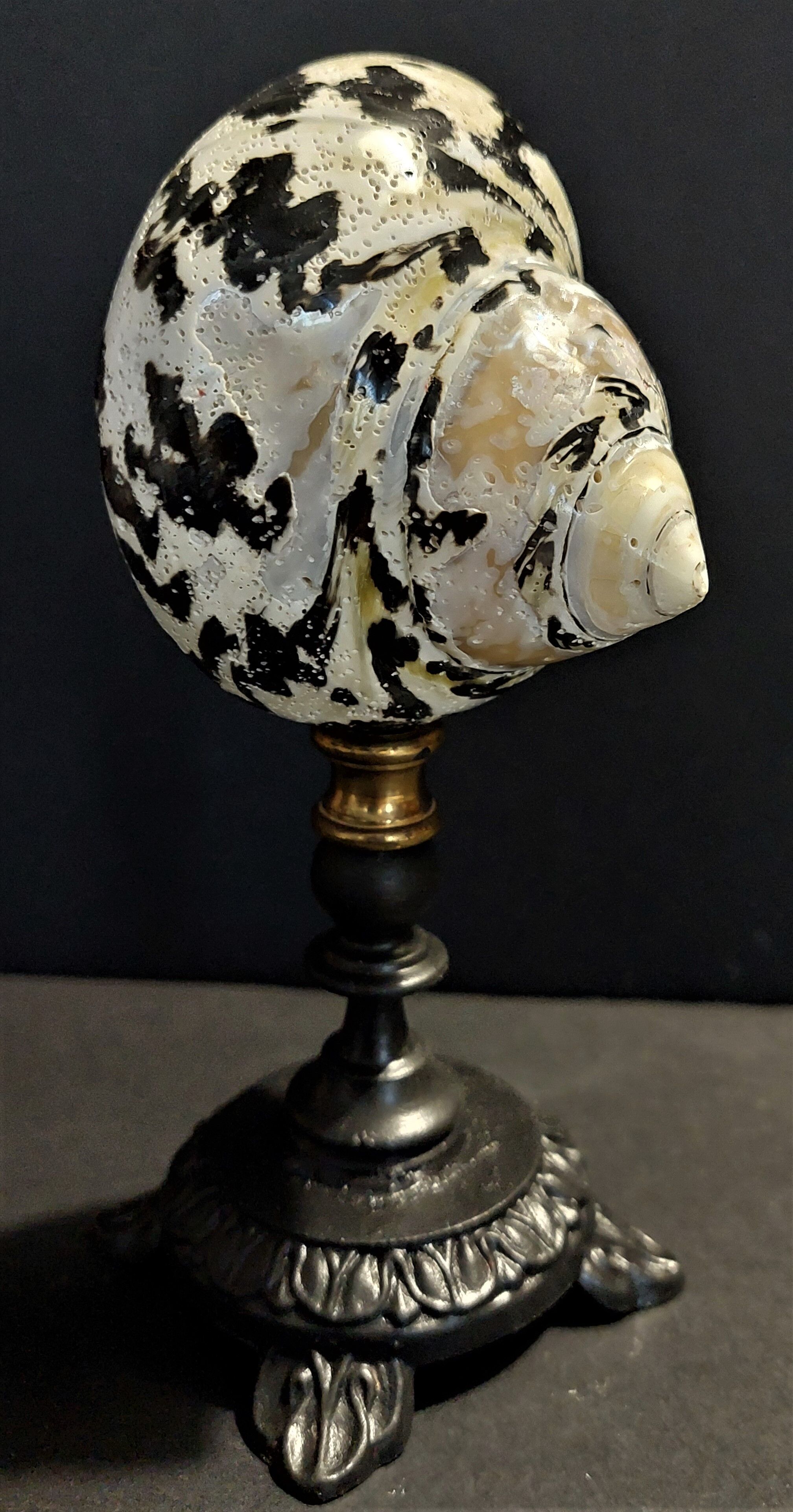 Cabinet of Curiosities cittarium pica shell on base