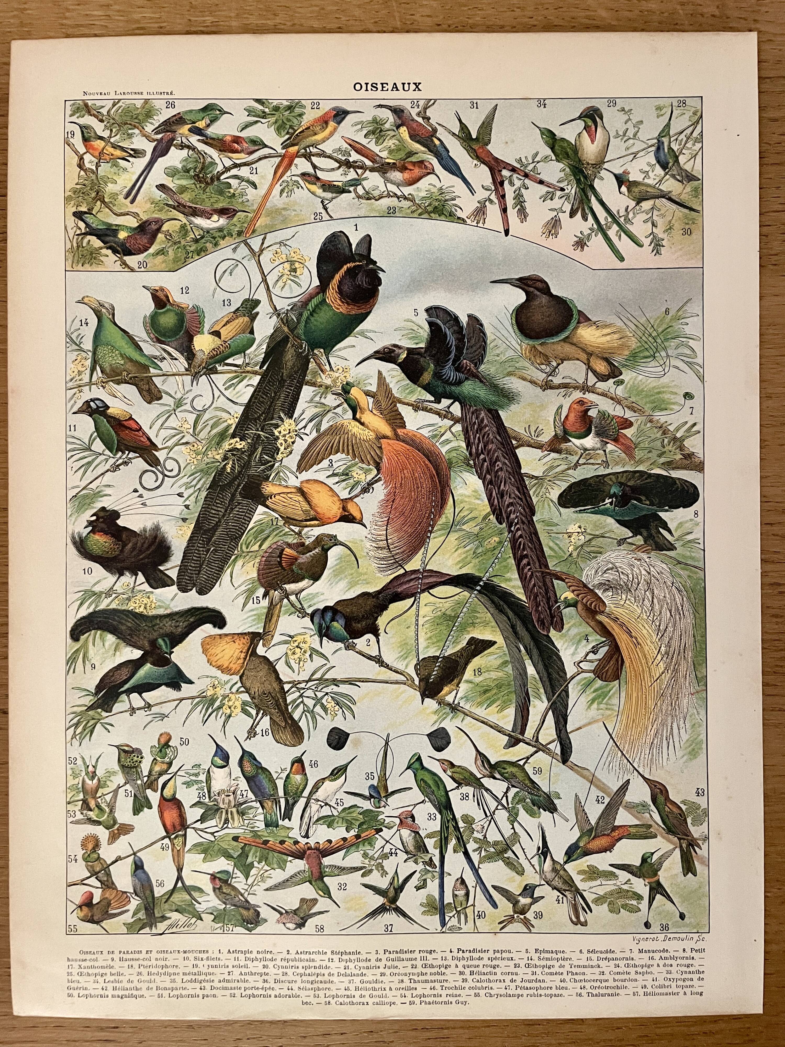Lithographie sur les oiseaux (oiseaux de paradis) - 1900