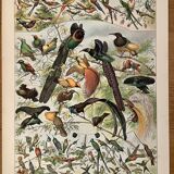 Lithograph of birds (birds of paradise) - 1900