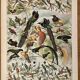 Lithographie sur les oiseaux (oiseaux de paradis) - 1900