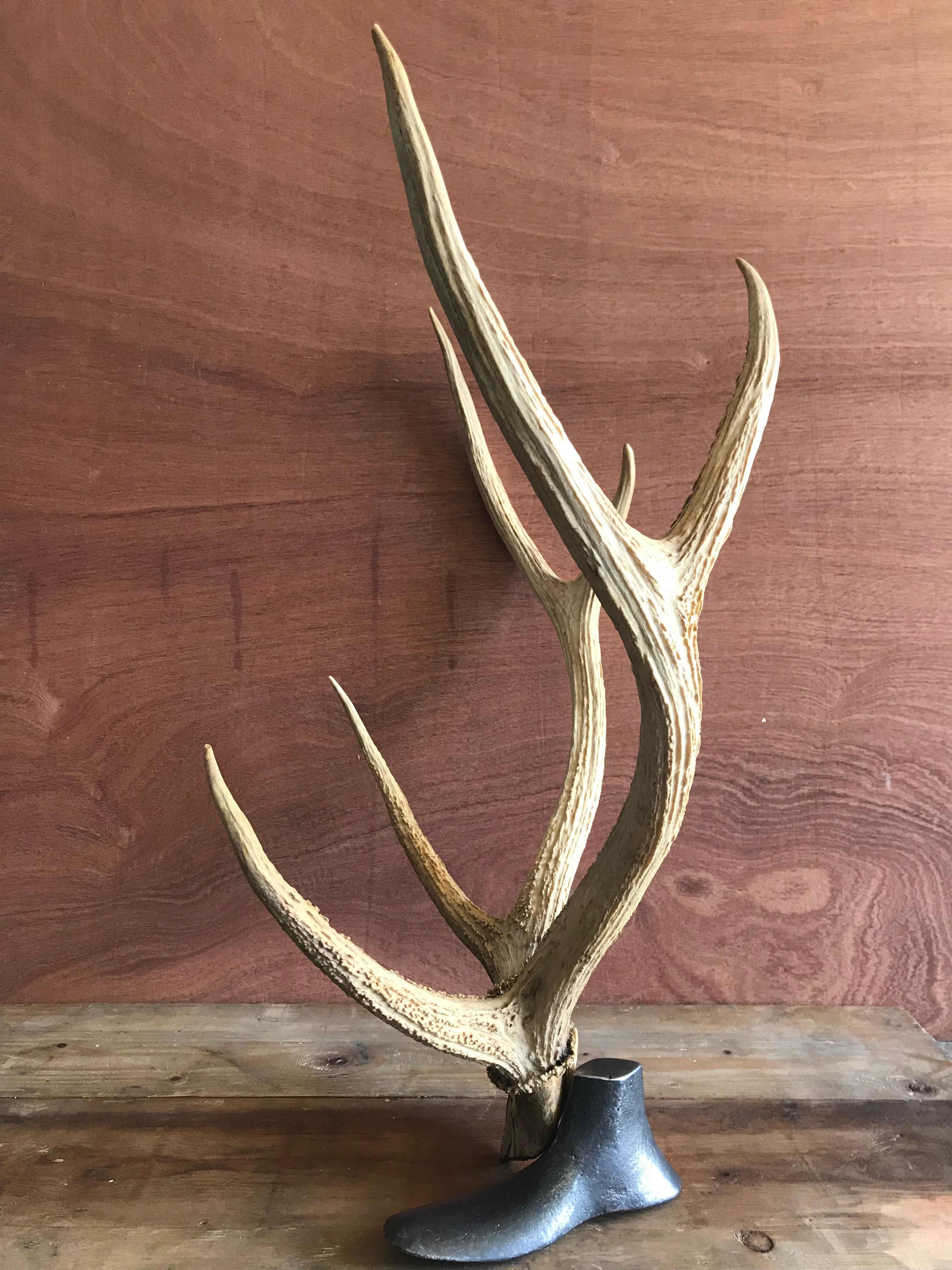 Massacre  woods deer vintage 6 trophy hunting horns