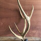 Massacre  woods deer vintage 6 trophy hunting horns
