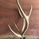 Massacre  woods deer vintage 6 trophy hunting horns