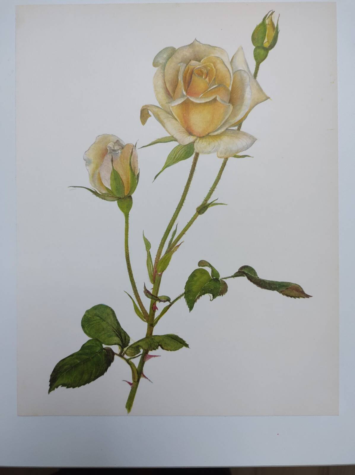 Illustration botanique de 1968 Joanna Hill - Planche Vintage fleur et rose