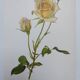 Illustration botanique de 1968 Joanna Hill - Planche Vintage fleur et rose