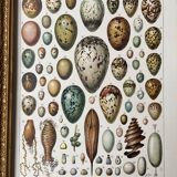 Illustration ancienne Millot "oeufs"