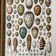 Illustration ancienne Millot "oeufs"