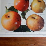 1947 botanical poster
