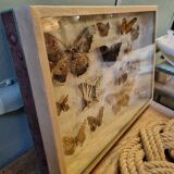 Entomology box butterflies