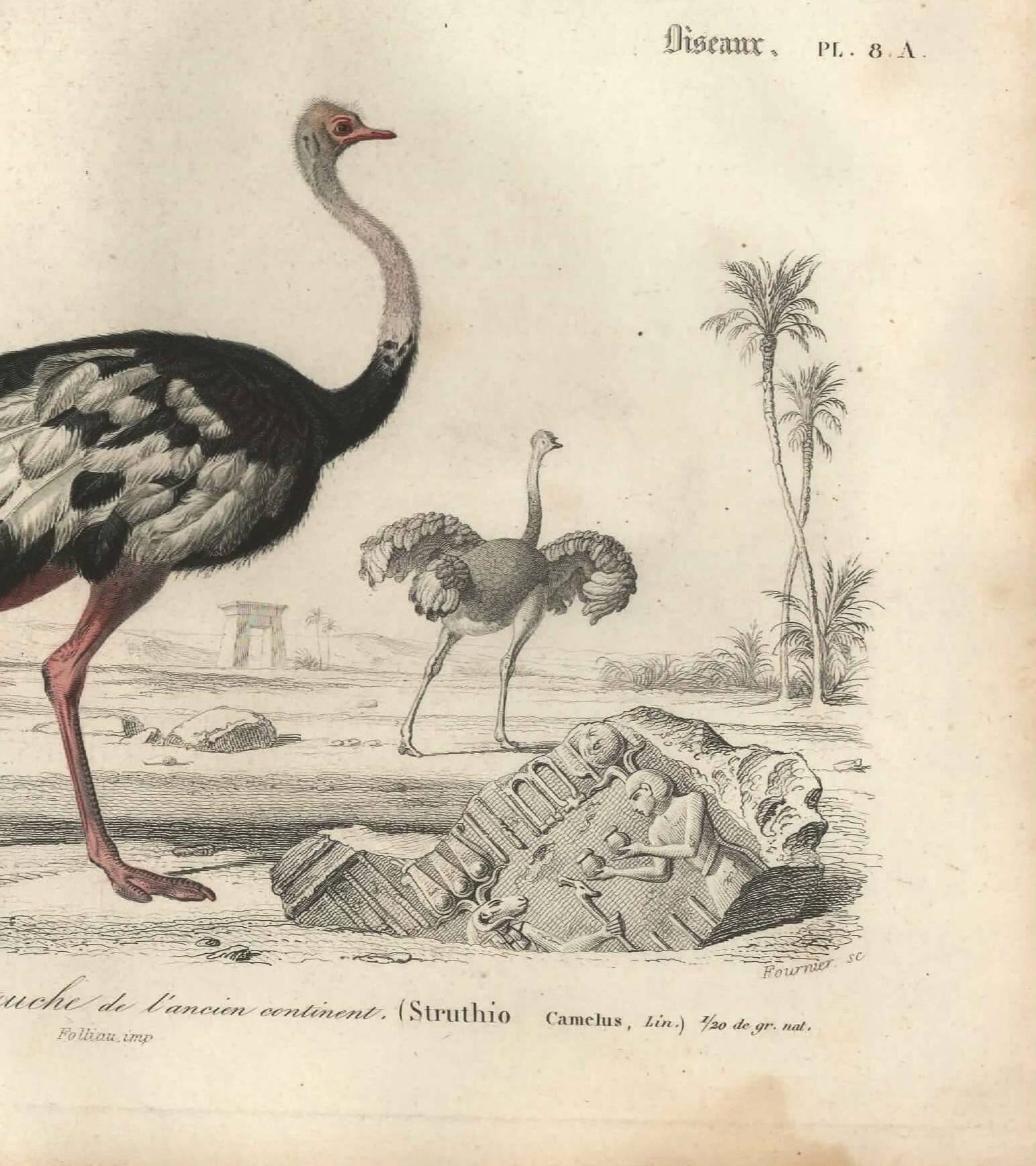 Antique engraving 1849 - Ostrich by, Africa, runner, giant egg