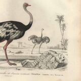 Antique engraving 1849 - Ostrich by, Africa, runner, giant egg