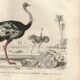 Gravure ancienne 1849 - Autruche par , Afrique, coureur, œuf géant