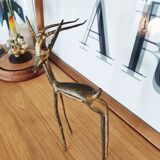 Antelope