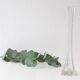 Transparent glass soliflore