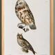 Poster about “owls”, based on an old lithograph