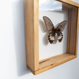 Papillon naturalisé
