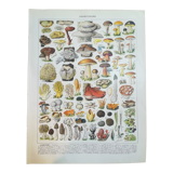 Lithograph on mushrooms from 1928 "cep"