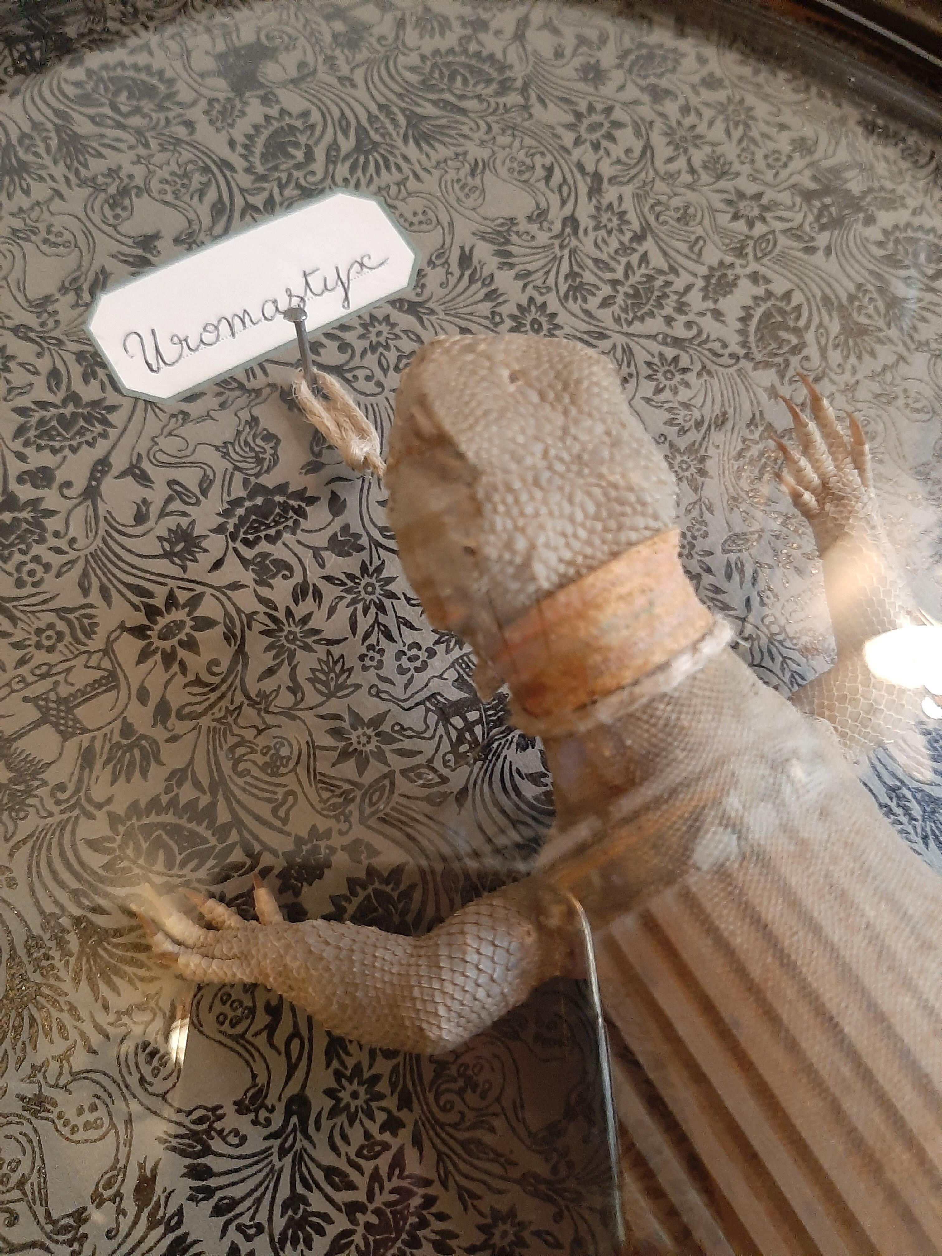 Taxidermy lizard whip-tail