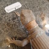 Taxidermy lizard whip-tail