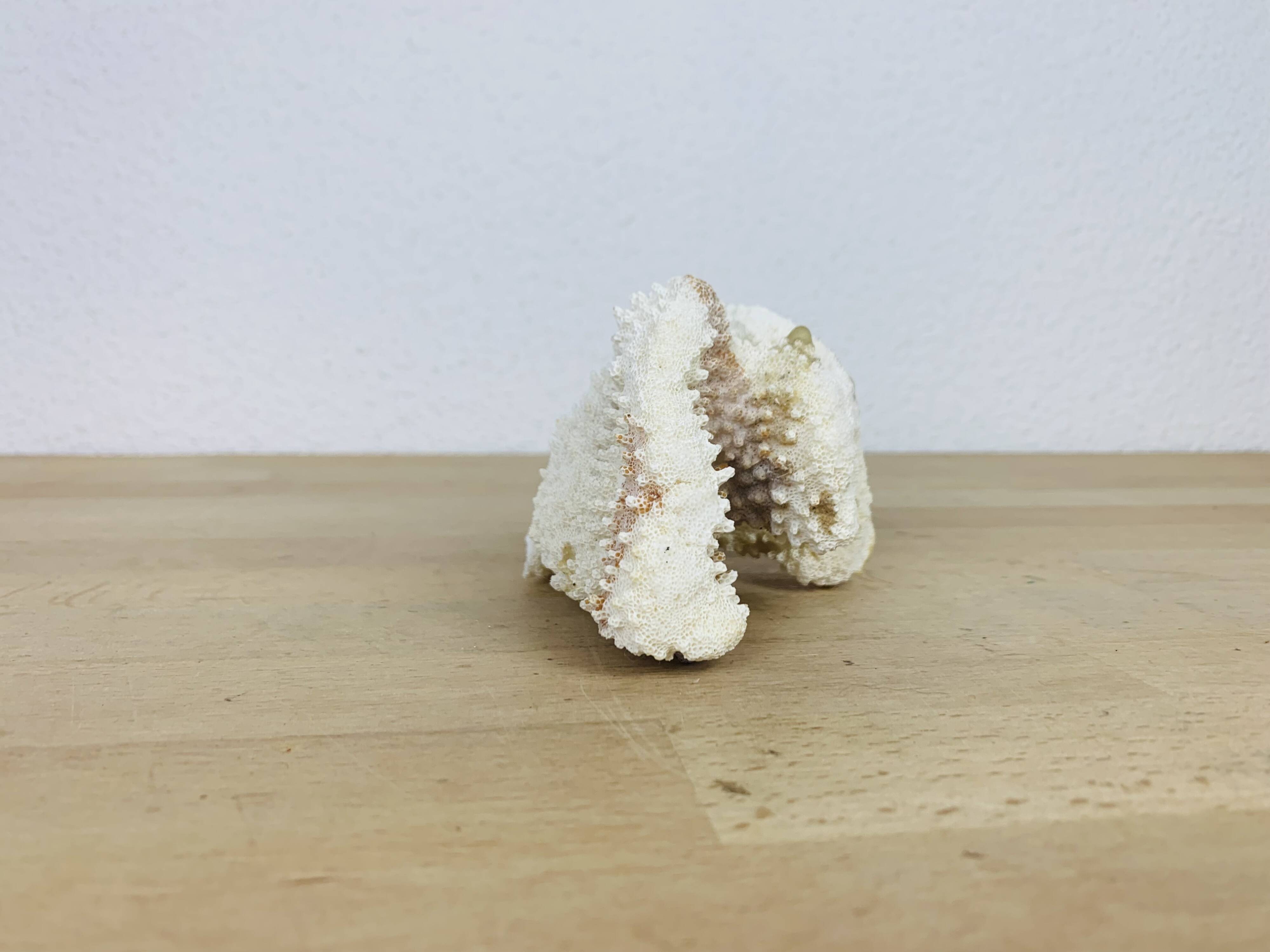 3 old white corals, coral