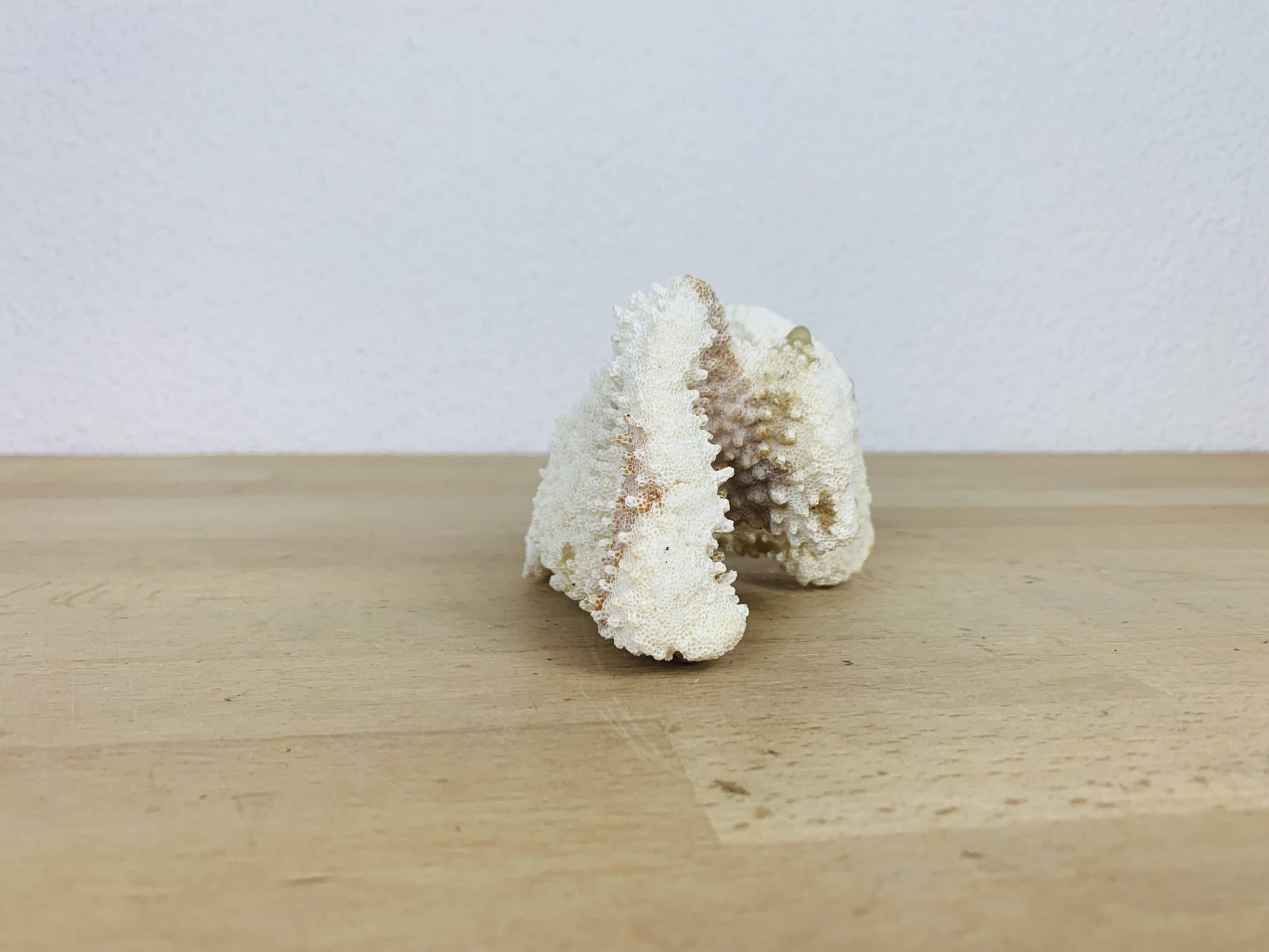 3 old white corals, coral
