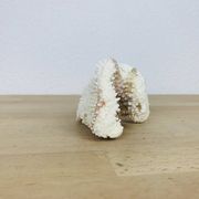 3 old white corals, coral