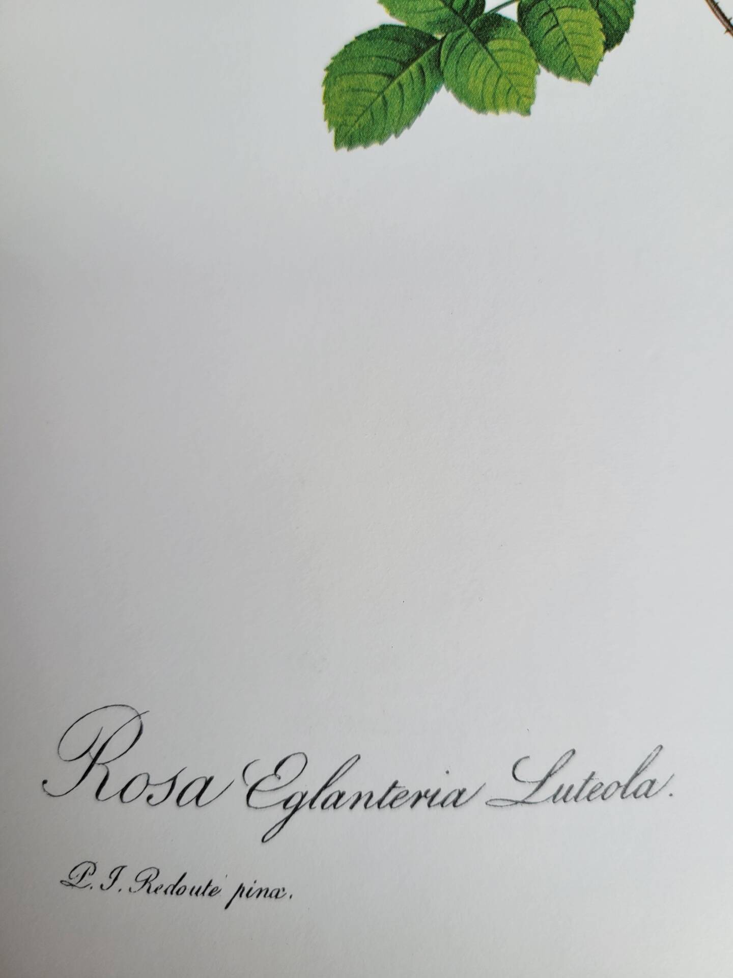 Botanical plate Rose Eglantier, P.J. Redouté 1960