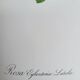 Botanical plate Rose Eglantier, P.J. Redouté 1960
