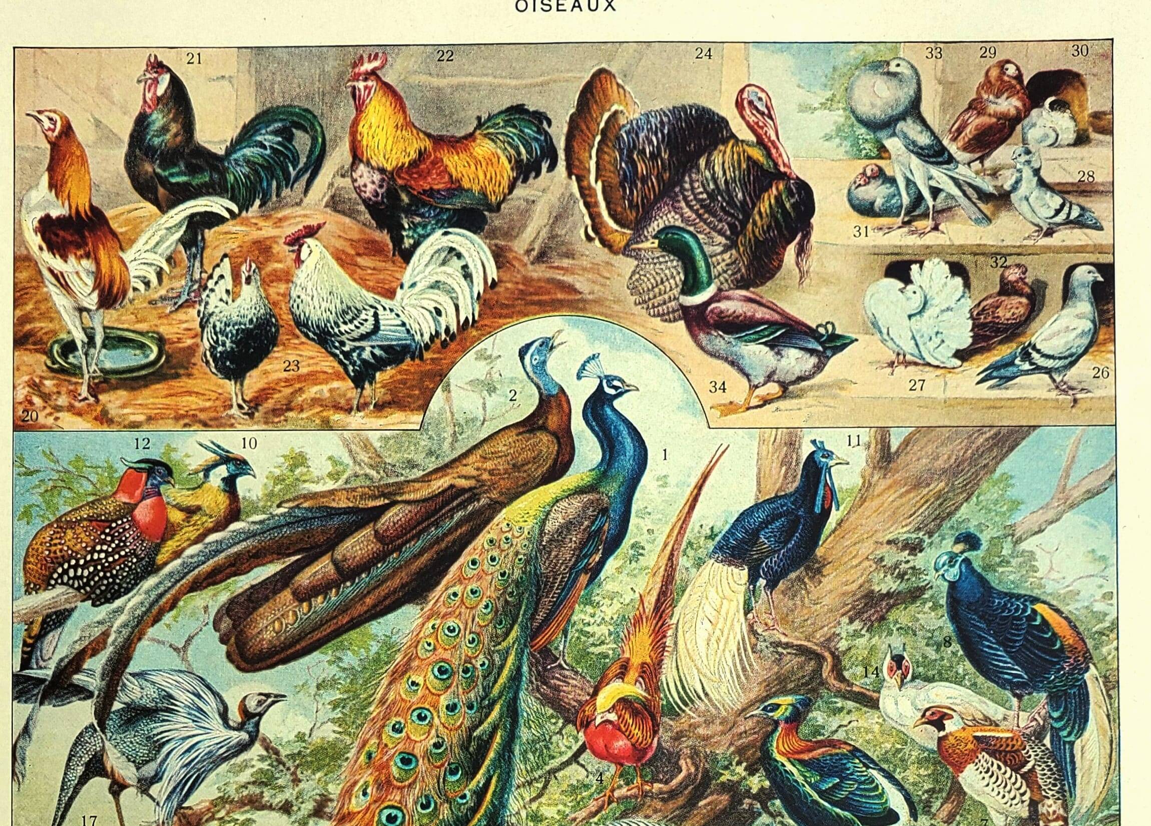 Old lithograph 1928 A. Millot - Birds 3, ornithology, birds