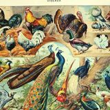Lithographie ancienne 1928 A. Millot - Oiseaux 3, ornithologie, volatiles