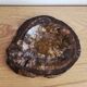 Pocket Video Pierre Fossilised Tree Fossil Section 1.66 Kg