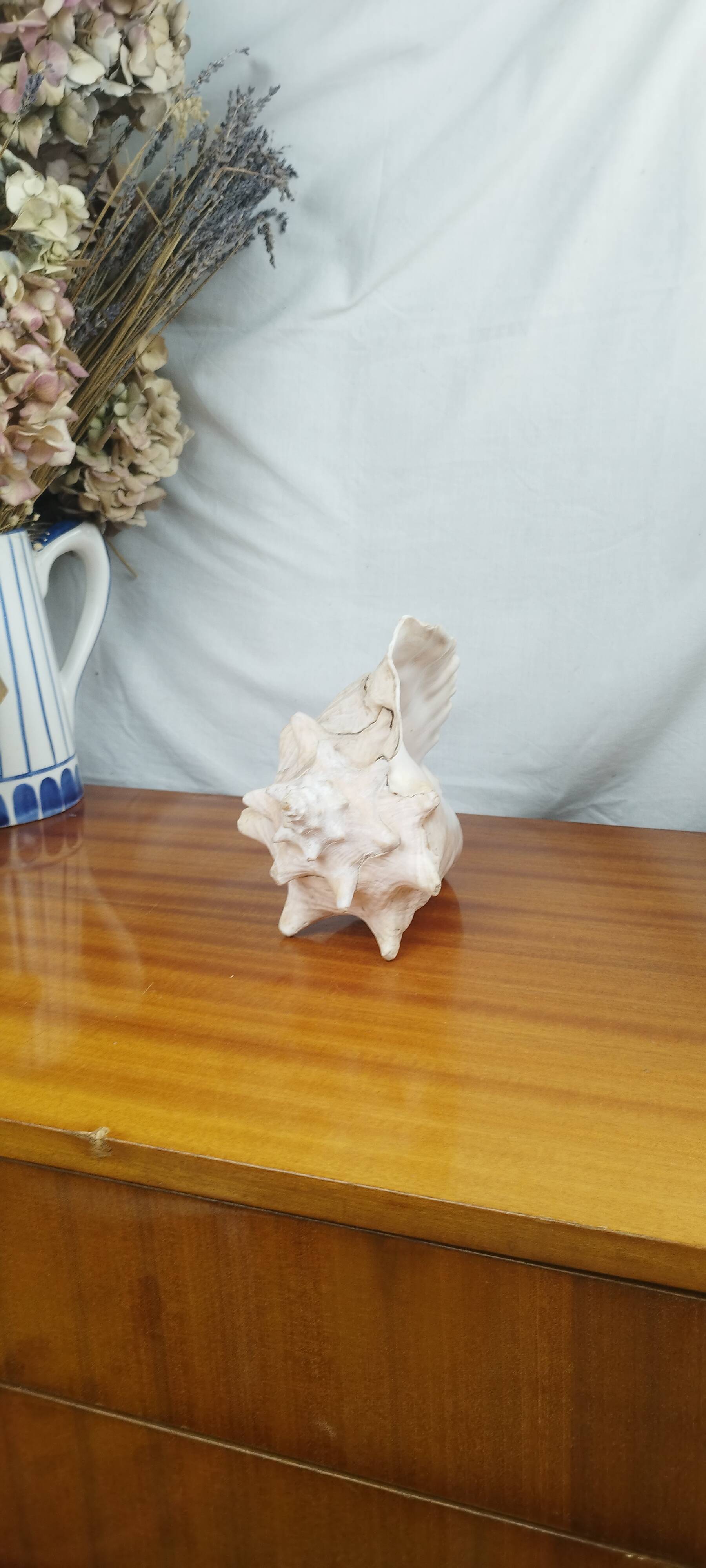 Large Lambi Conch, Marine Curiosity Object, Vintage Seashell