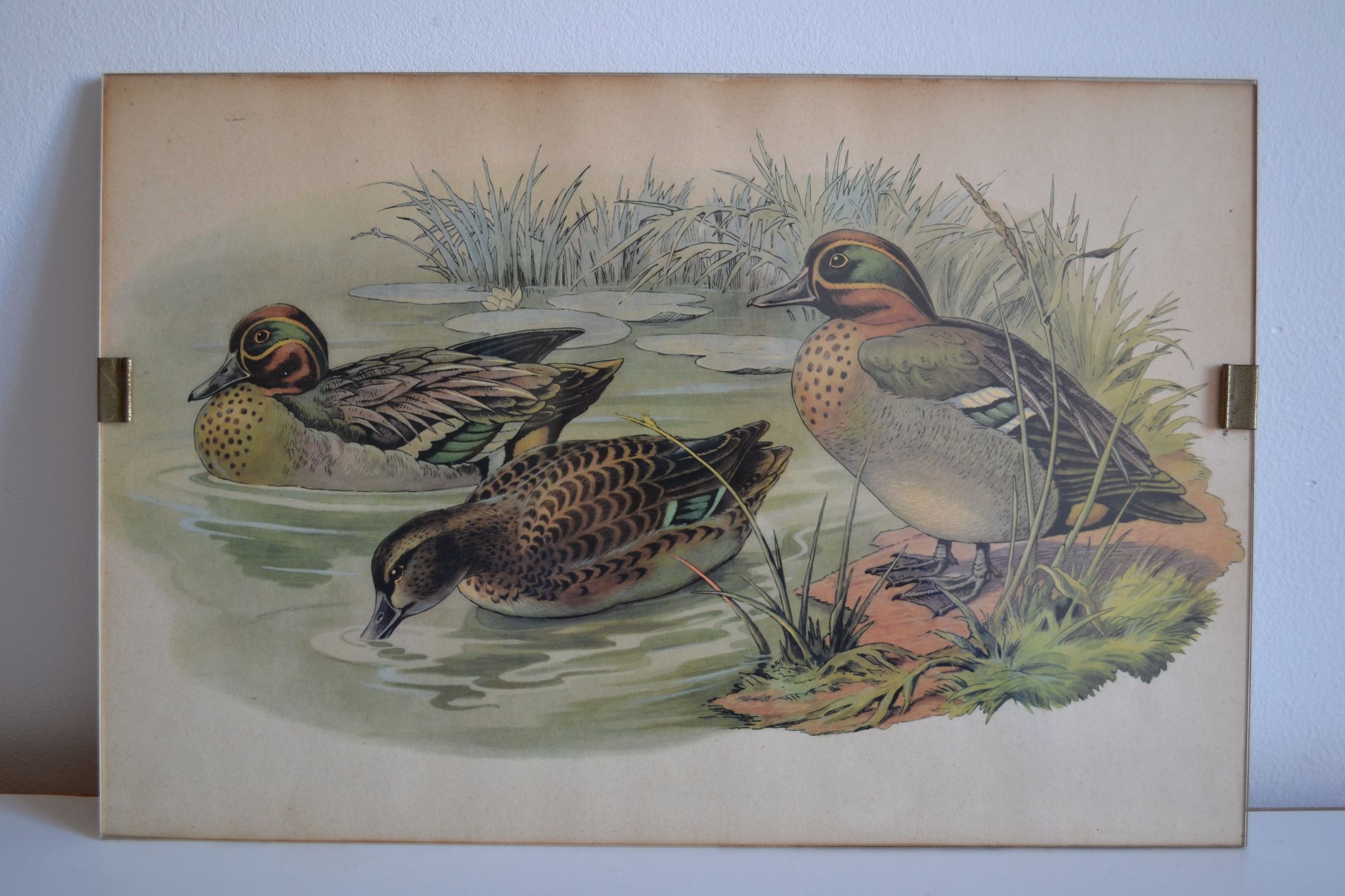 Estampe animalière vintage canards
