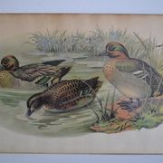 Estampe animalière vintage canards