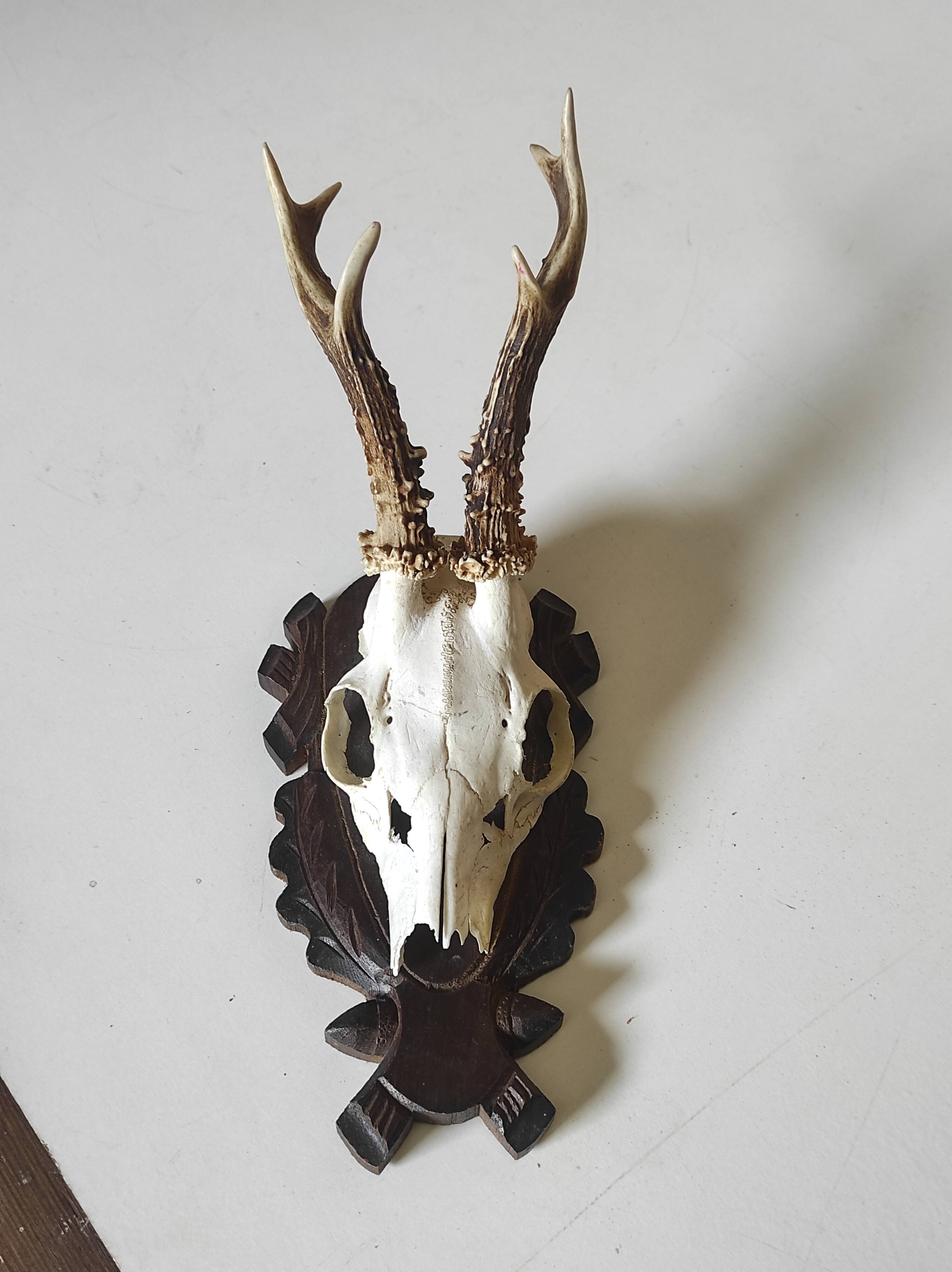 Massacre trophée chasse jeune cerf sur écusson en bois sculpté avec feuilles de chêne et glands