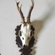 Massacre trophée chasse jeune cerf sur écusson en bois sculpté avec feuilles de chêne et glands