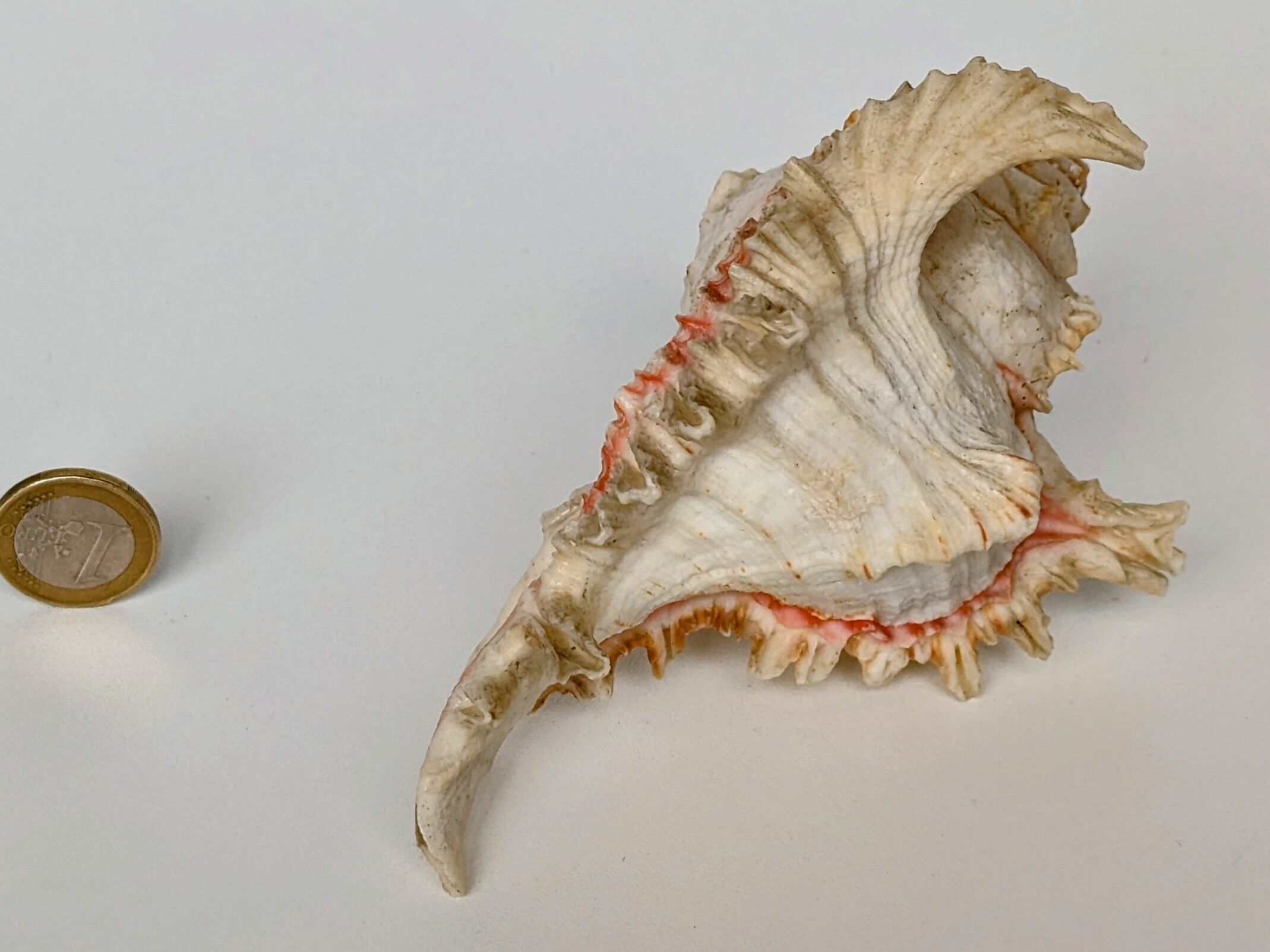 Shell Murex ramosus