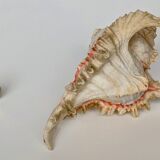 Shell Murex ramosus