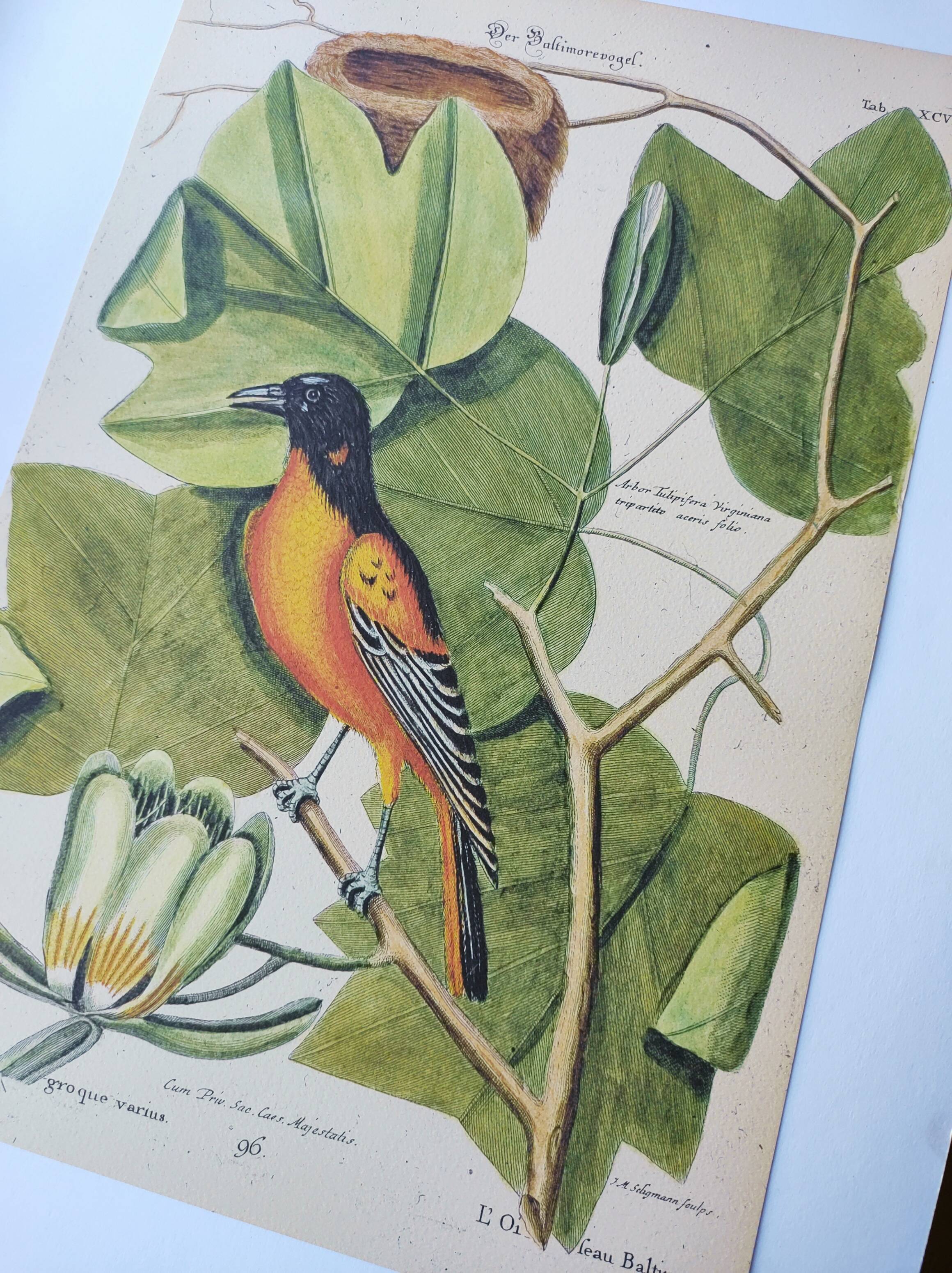 Antique bird engraving - Baltimore bird - Zoological plate by Seligmann & Catesby