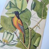 Gravure ancienne oiseau -Oiseau Baltimore- Planche zoologique de Seligmann & Catesby
