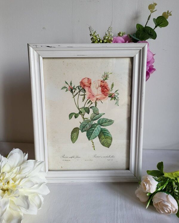 PJ Redouté - illustration botanique - Rosier à cent feuilles, Imp de R